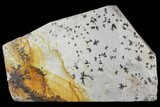 Dendrites On Limestone - Utah #150491-2